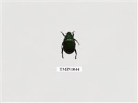 藏品(海田青銅金龜)的圖片